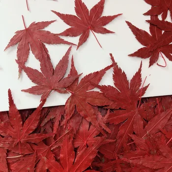  120pcs Pressionado Vermelha Seca Maple Leaf Herbário Flor De Resina Epóxi Fazer Jóias Favorito Rosto de Maquiagem, Nail Art Craft
